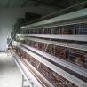 Buy cheap Q235A 3 Tiers Layer Chicken Cage A Type Poultry Farming Equipment from wholesalers