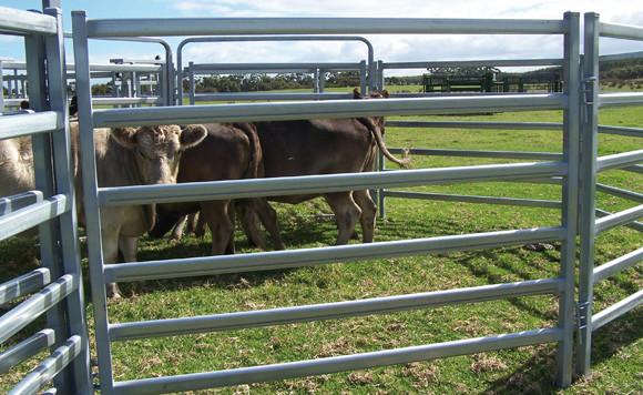 Buy cheap Heavy Duty 30pcs Bundle Heavy Duty Used Cattle Yards For Sale & Gate for Au from wholesalers