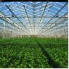 Buy cheap Multi Span Venlo Type Greenhouse / PC Polyethylene Film Greenhouse Sides Ventilation from wholesalers
