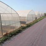 Strawberry Growing Side Ventilation Single Span Greenhouse For Agriculture