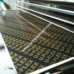 18mm Black Film Faced Plywood, Construction Shuttering film faced plywood