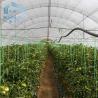 Buy cheap Agriculture Mushroom Management Greenhouse Planting Vegetables Fruits Single-Span Greenhouses from wholesalers