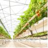 Buy cheap Automatic Multi Span Plastic Film Greenhouse Agricultural Commercial Industrial from wholesalers