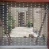 Buy cheap Customized Security Rolling Grilles For Residential Garage / Commercial Shop from wholesalers