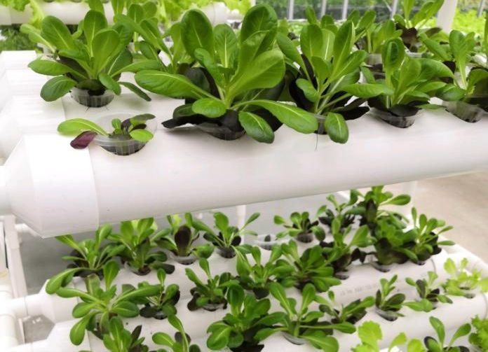 Anti-Drip Fogging Hydroponic Seedling Structure