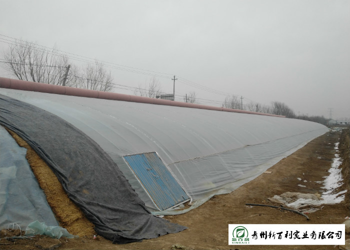 Fresh Organic Chinese Cabbage No Stain Green Color For Salad Factory