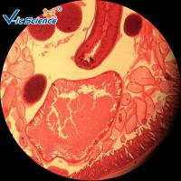 Buy cheap Medical Human Parasitology Slides 50pcs EU Standard Glass Material For College product