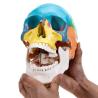 Buy cheap Parietal Mandible Anatomical Skeleton Model Human Skull Model Medical Demonstration from wholesalers