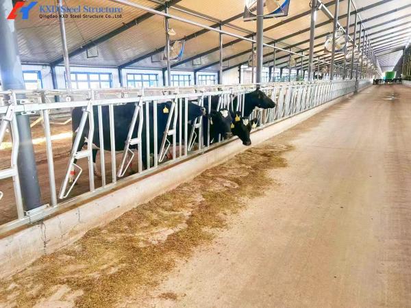 Buy cheap Steel Cattle Sheds Easy Install Prefabricated Cow Farm Building from wholesalers