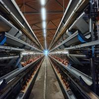Buy cheap 8 Degree Bottom Commercial Battery Layer Cage With PP Manure Belt product