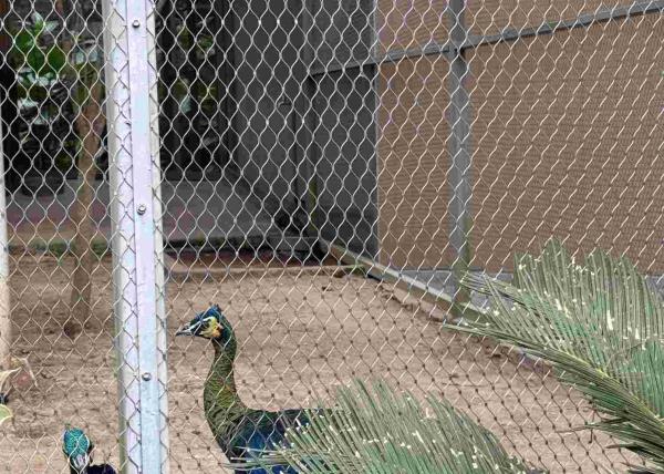 Buy cheap Stainless Steel 316 Rope Mesh Netting with Ferrule Connections for Zoo Animal Birds from wholesalers