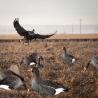 Buy cheap Silhouette Specklebelly Goose Hunting Decoy Custom Plastic Anti Reflective PP Goose Decoy from wholesalers