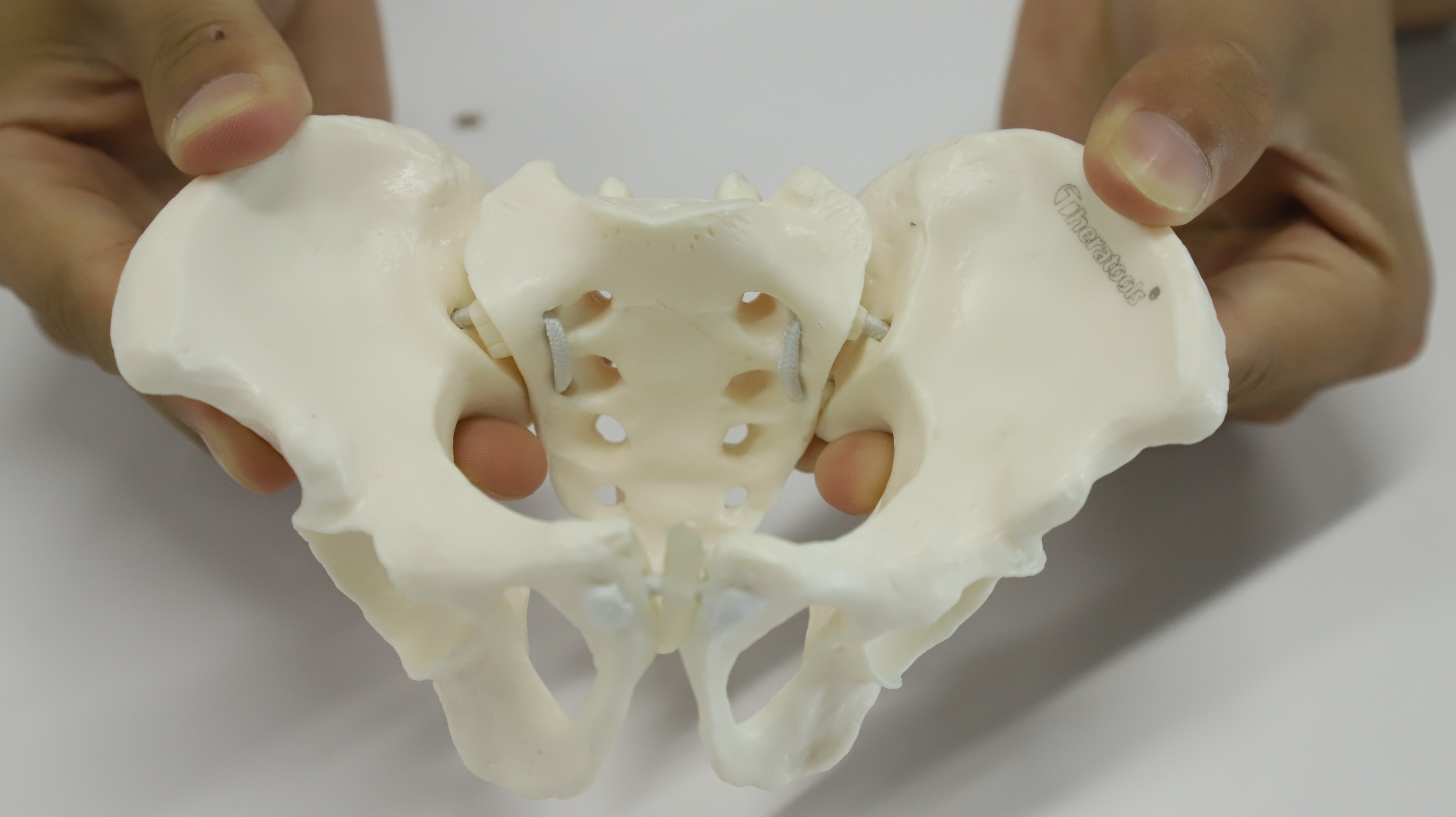 Eco-friendly PVC Hand made Medical Education Artistic Creation Design Ergonomics Physical Education Mini Female Pelvic Mode
