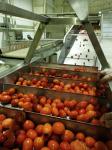 Food Grade 304SUS Tomato Production Line Customized 100T/D