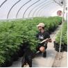 Buy cheap Length 105ft 120ft 131ft Blackout Tarp Light Deprivation Greenhouse Top Ventilation from wholesalers