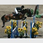 Photo Custom Oil Portraits Horse Race Oil Painting Handmade On Canvas