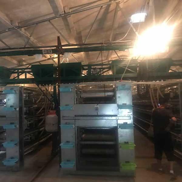 Buy cheap 380V / 220V Commercial Quail Cages U Shape Steel Cage Frame Auto Feeding from wholesalers