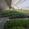 Buy cheap Package Gross Weight 100.000kg Sunlight Greenhouse Drip Irrigation for Flower Planting from wholesalers