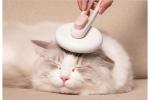 Dog Shedding Comb Pet Grooming Tool Massage Detangling Loose Undercoat