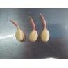 Buy cheap Frozen Arrowhead Slices(bell, pine cone, hexagon - shaped ) for food decoration from wholesalers