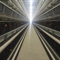 Buy cheap Automatic Poultry Feeding System Chicken Cage Feeder product