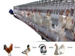 Automatic Small Poultry Abattoir Equipment Stainless Steel Chicken Mobile