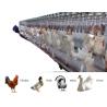 Buy cheap Automatic Small Poultry Abattoir Equipment Stainless Steel Chicken Mobile Machinery from wholesalers