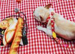 Wide Orange Reflective Dog Collars 1 1.5 2 3 inch Personalized Reflective Puppy