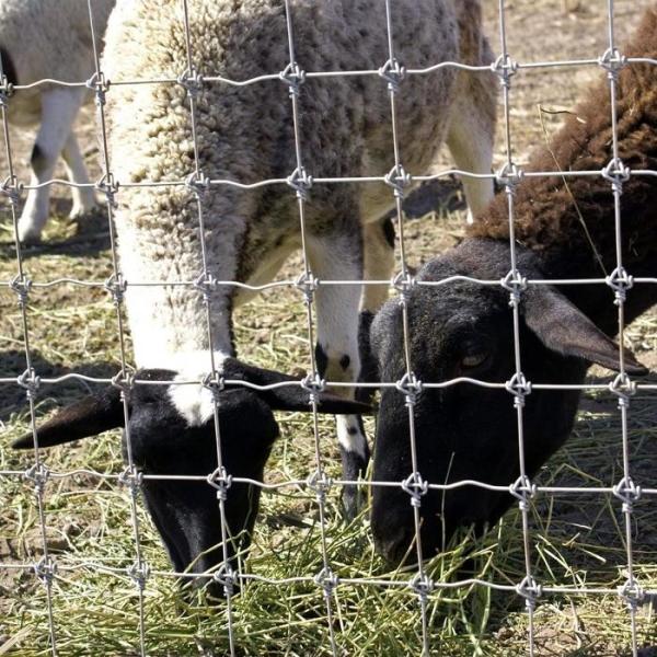 Buy cheap 1.8m Height Goat Farm Wire Mesh Fence Hot Dipped Galvanized Anti Corrosion from wholesalers