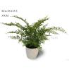 Buy cheap Simulated Fake Fern Tree , Fake Outdoor Ferns Easy To Care With Ceramic Like Pot from wholesalers
