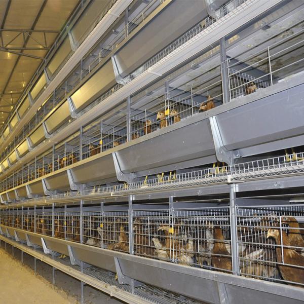 Buy cheap 4Rows 50000 Hen Layer Chicken Cage Battery System 240 Birds / Cage from wholesalers