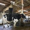 Buy cheap Automatic Safe Cow Body Brush 110v Rotary Cow Brush 42kg Cow Massage Brush from wholesalers