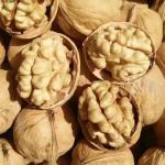 Wholesale high-quality organic Xinjiang walnut kernel 185 paper shell walnut