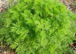 Food Grade Wormwood Antimalarial Artemisia Annua Extract