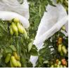 Buy cheap Anti UV Plant Protection Bag Windproof PP Non Woven Fabric For Banana from wholesalers