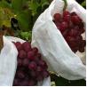 Buy cheap Nonwoven Grape Protection Bags from wholesalers