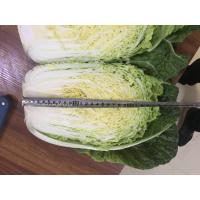 Buy cheap Good Teste Fresh Chinese Cabbage Packed With Vitamin C Vitamin K product