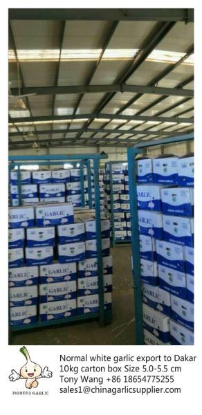 Buy cheap Garlic to Senegal,Purple garlic. from wholesalers