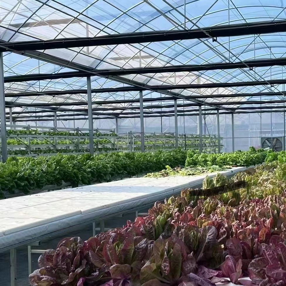 Multi-Span Greenhouse Efficient Hydroponics for Vegetable Production