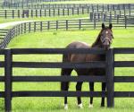 6ft Fiberglass Horse Fence Fiberglass Reinforced Plastic Livestock Fencing