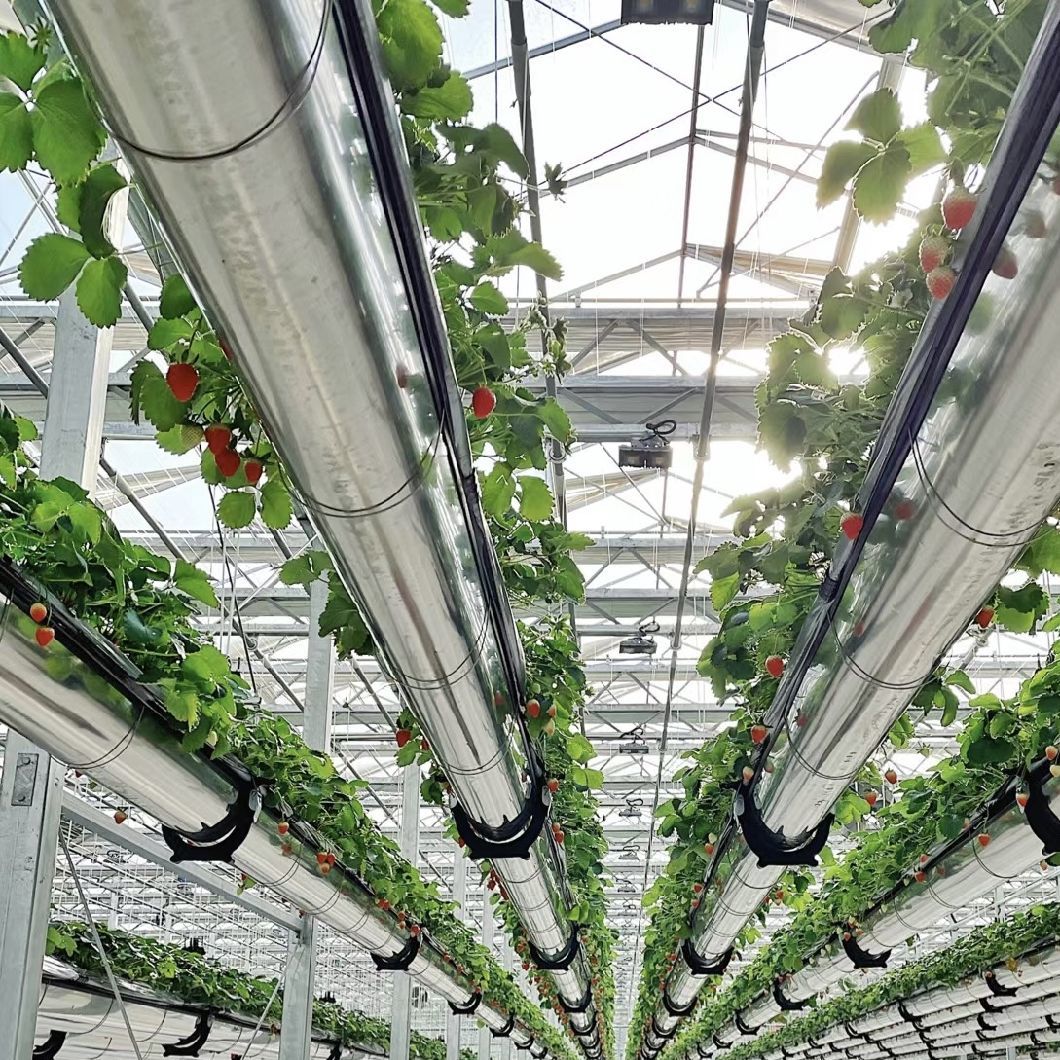 Glass Roof Greenhouse for Flower Growing