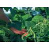 Buy cheap Plant Climbing Net Vegetable Grow Up Support Net from wholesalers