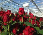 Buy cheap High Output PC Sheet Greenhouse Nine Systems Combined For Flower Growing from wholesalers