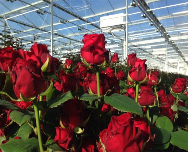 Buy cheap High Output PC Sheet Greenhouse Nine Systems Combined For Flower Growing from wholesalers