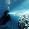 Buy cheap Custom Waterproof Flashlight For Diving Underwater 150 Meters Light Distance from wholesalers