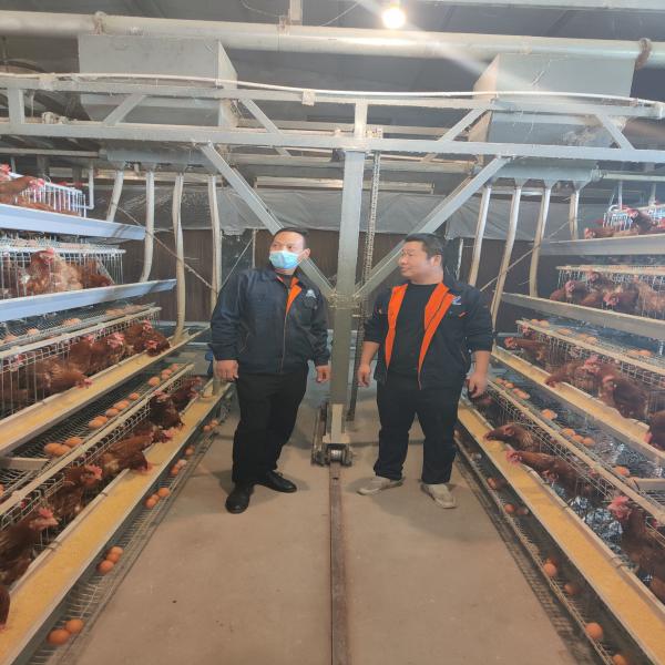 Buy cheap H Type Q235 Laying Egg Layer Chicken Cage 54-240 Birds Capacity from wholesalers