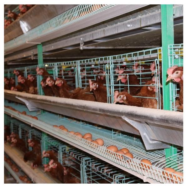 Buy cheap Automatic Breeding 8 Doors Broiler Chicken Cage Livestock Hot Dipping from wholesalers