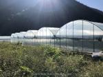 8m Span Width Multi Span Agricultural Commercial Tomato Greenhouse with Cooling