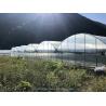 Buy cheap Shine Tech Greenhouse Turnkey Solution For Agricultural Tomato Hydroponics from wholesalers