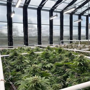 Wholesale Automatic LED Grow Light Dep System Large Polycarbonate Greenhouse from china suppliers